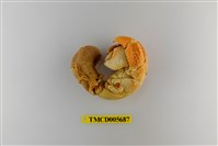藏品(橙紅陸寄居蟹)的圖片